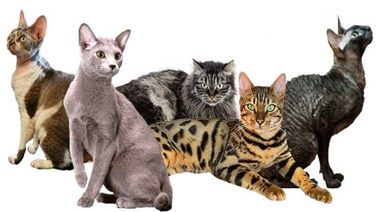 Гипоаллергенные кошки: фото с названием породы и описанием