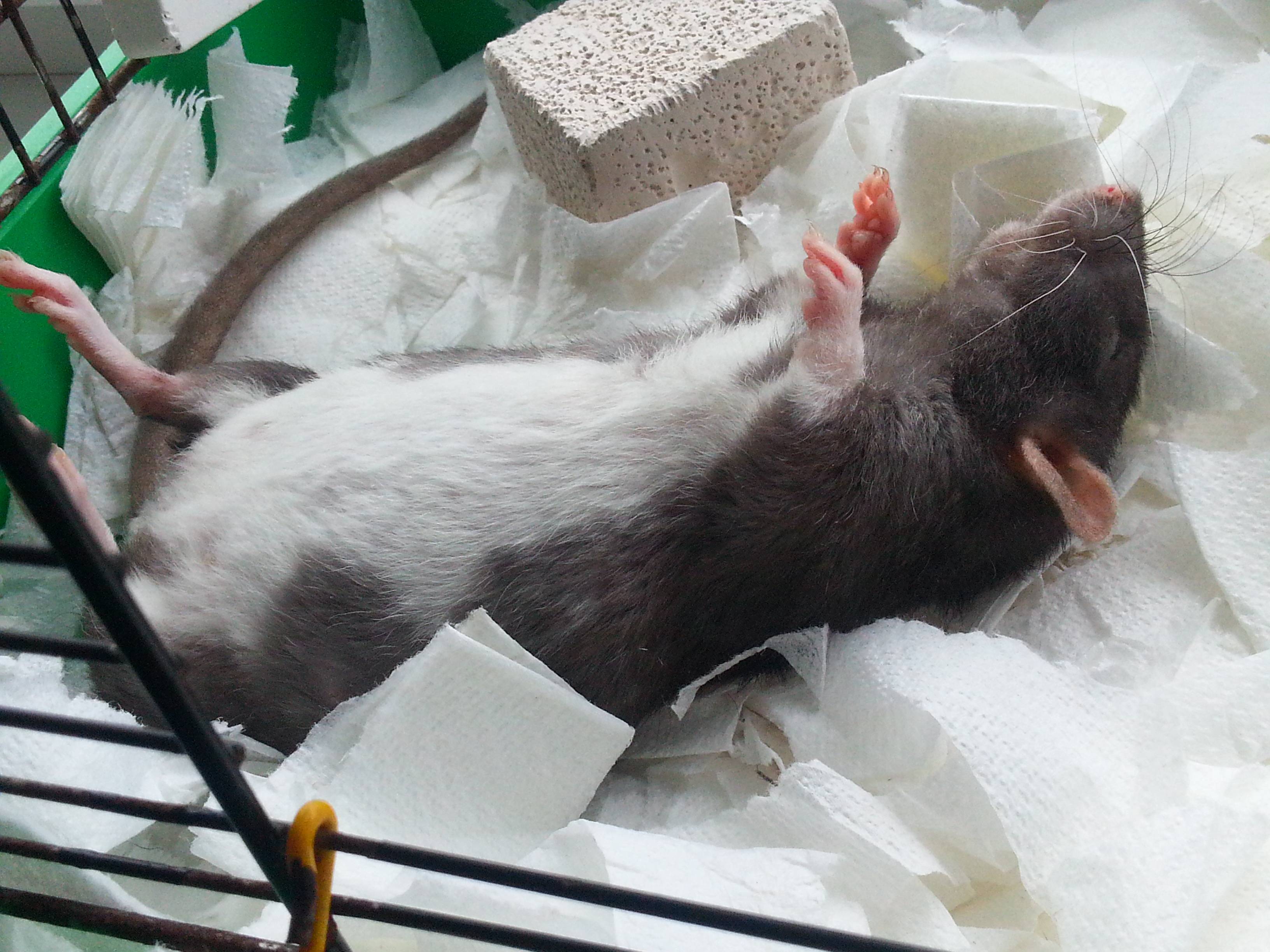 Сколько рожает крыса крысят за один раз и как часто это делает