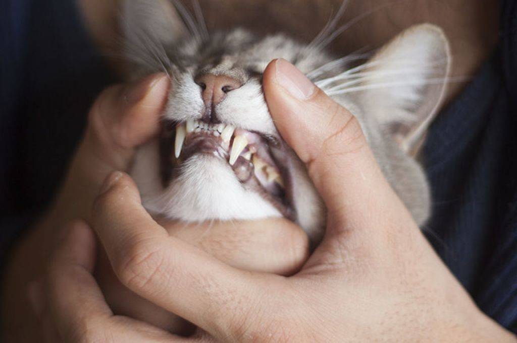 Почему декоративная крыса скрипит или стучит зубками