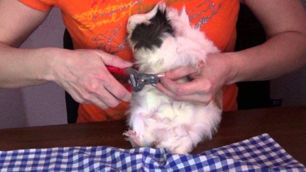 Как подстричь когти морской свинке
