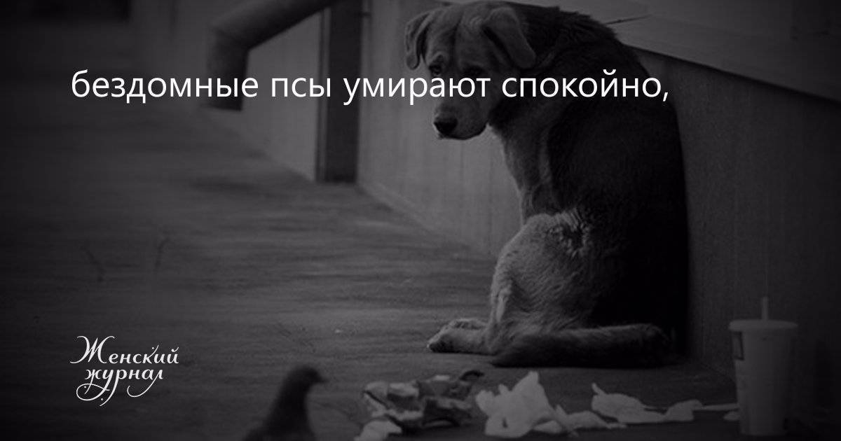Как наши умершие питомцы пытаются с нами связаться: 10 общих признаков