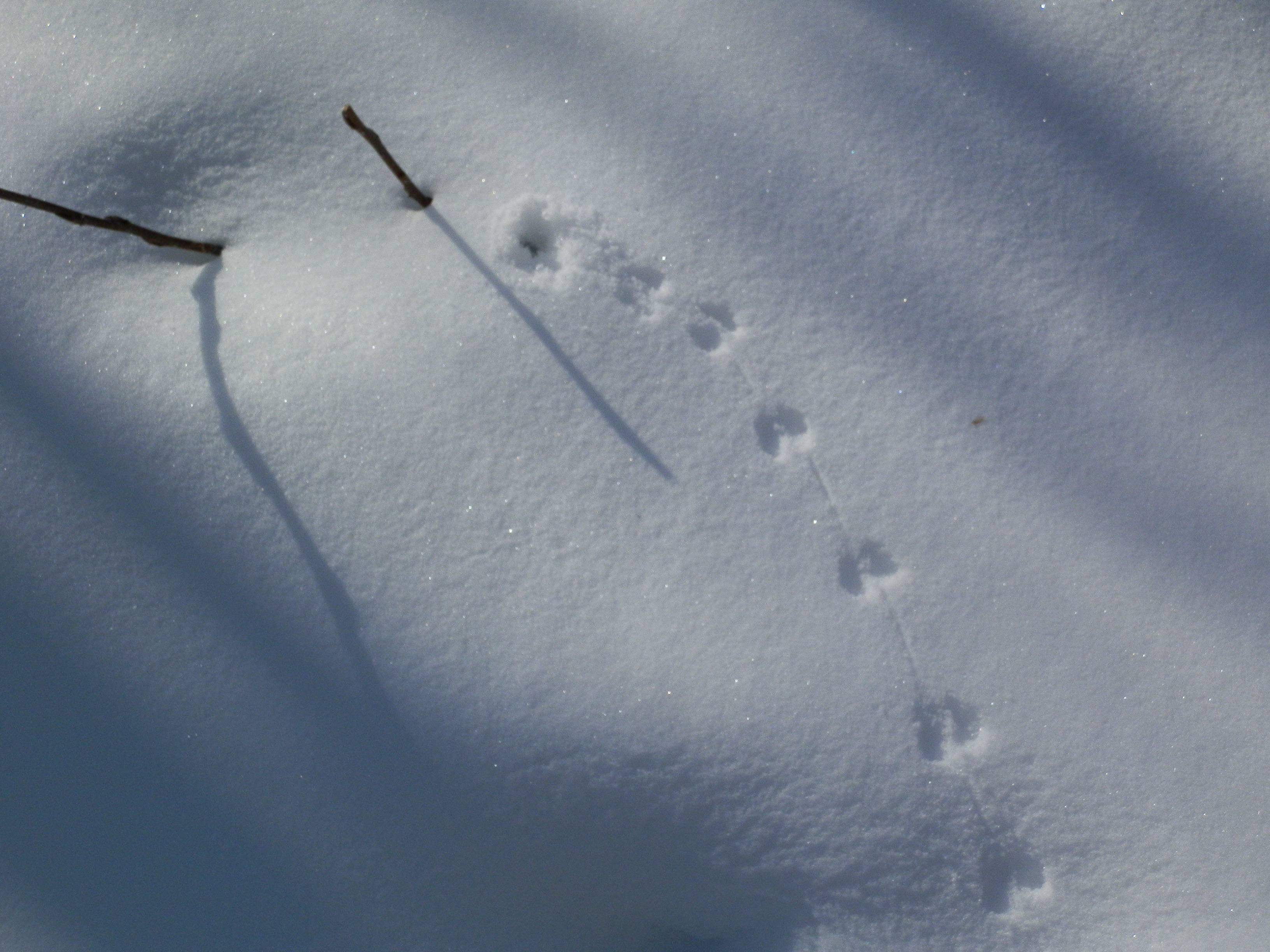 Как выглядят следы крысы на снегу