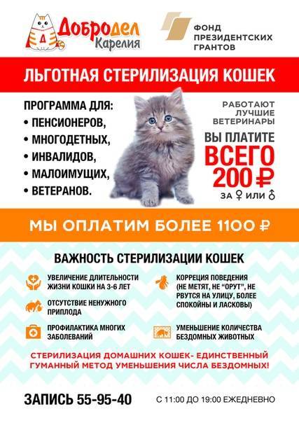 Стерилизация кошки: что это такое, с какого возраста проводят операцию, какие плюсы и минусы есть у стерилизации