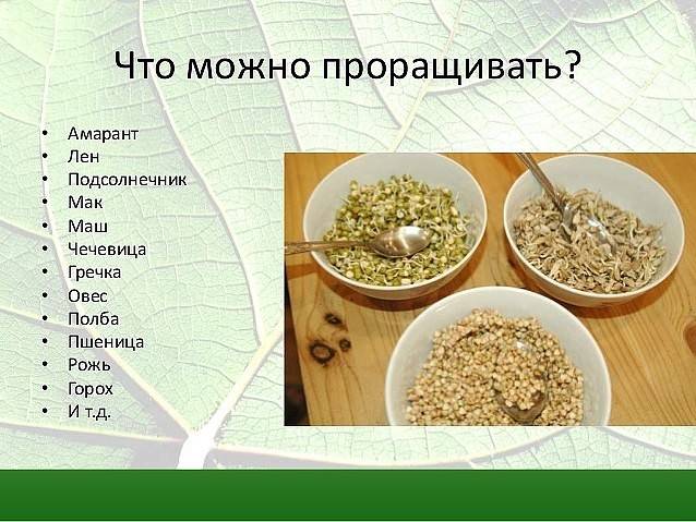 Какие фрукты, овощи, ягоды и зелень можно давать попугаю