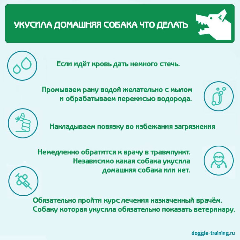 Прививки после укуса собаки схема