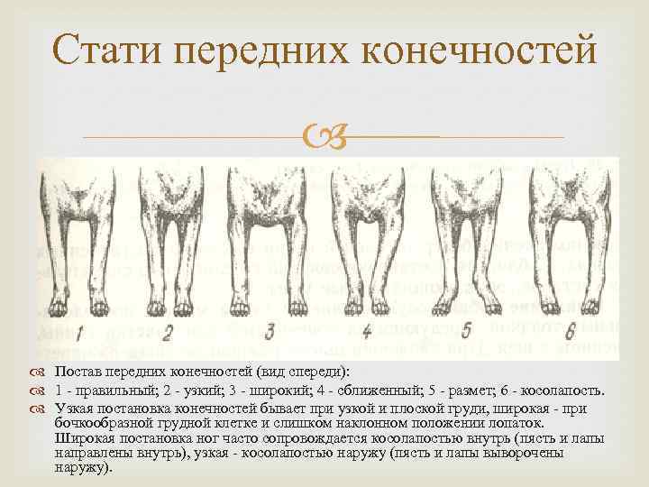 У собаки отказывают лапы – сигнал о наличии серьезных проблем со здоровьем! что делать если у щенка отказали лапы?