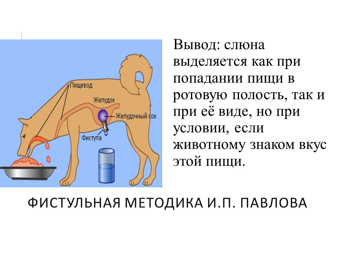 Повышенное слюноотделение у собак: причины, симптомы, лечение, прогноз и меры профилактики | блог ветклиники "беланта"