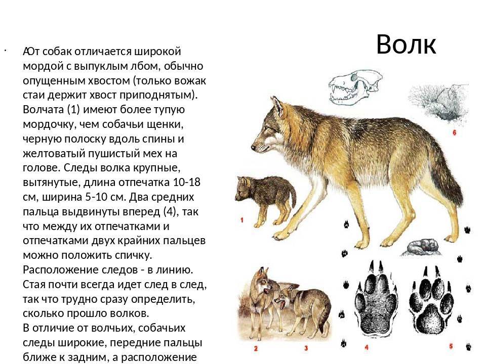 Чем отличаются волчьи следы от собачьих фото