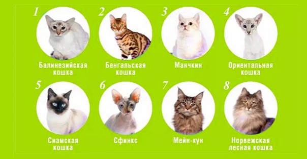 Кот или кошка: кого выбрать в качестве друга