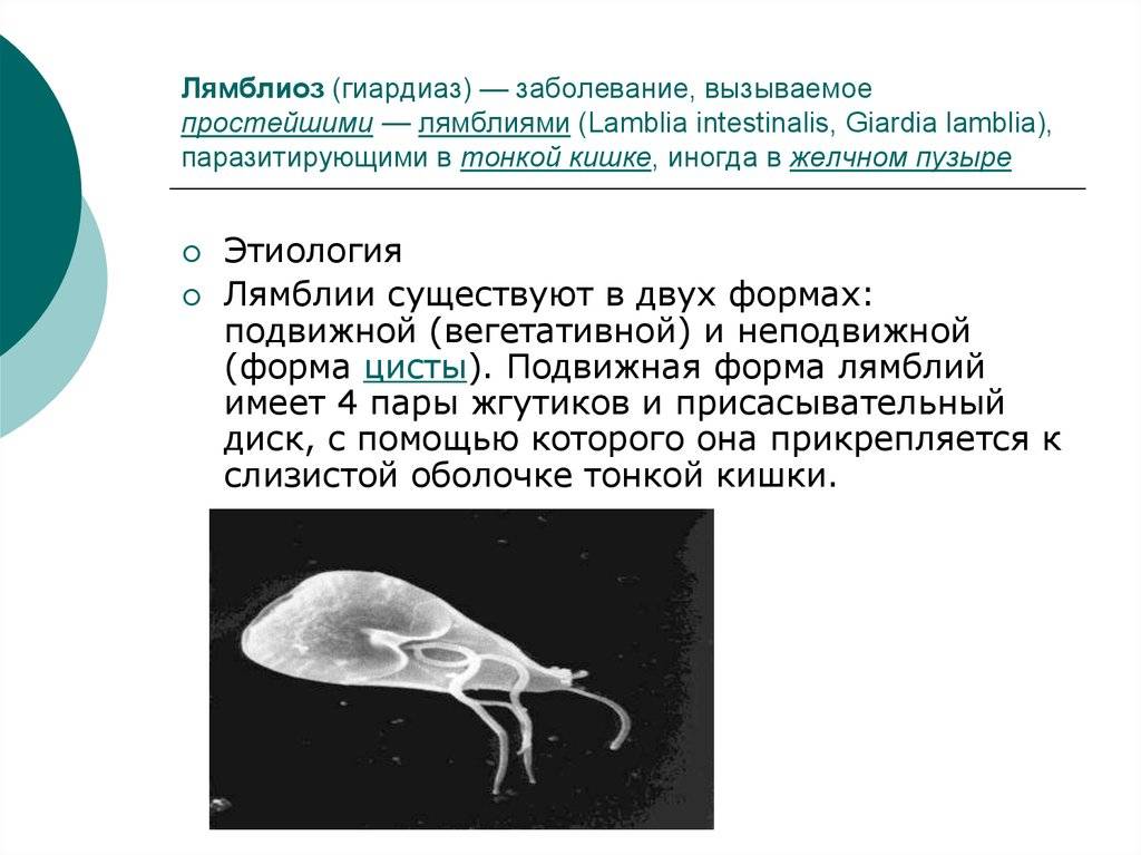 Лямблиоз у собак: симптомы и лечение лямблий у щенков и взрослых питомцев, что это такое, диагностика и схема лечения, препараты и их дозировка