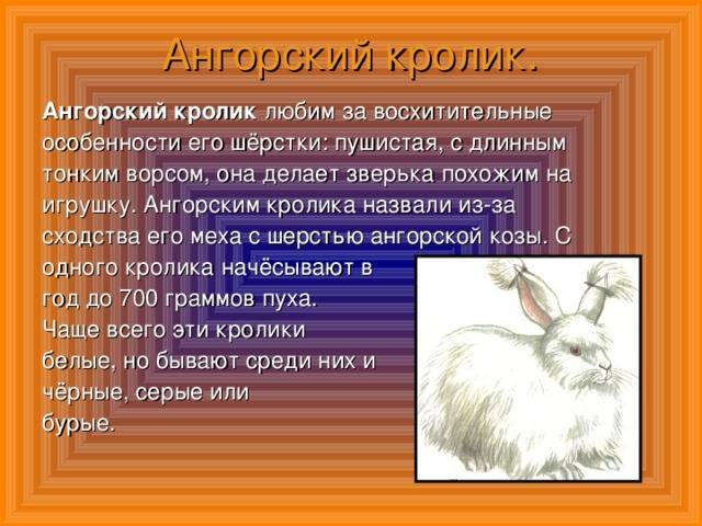 Ангорский пушистый кролик