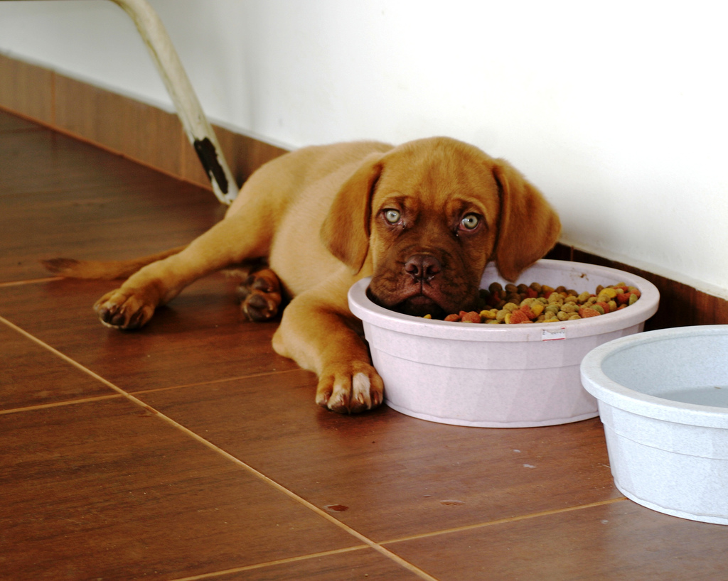 Собака плохо ест сухой корм