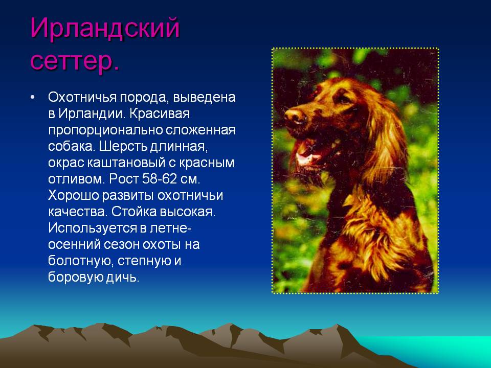 Об английских сеттерах: отличия лавераков от льюэллинов, внешний вид, плюсы и минусы породы