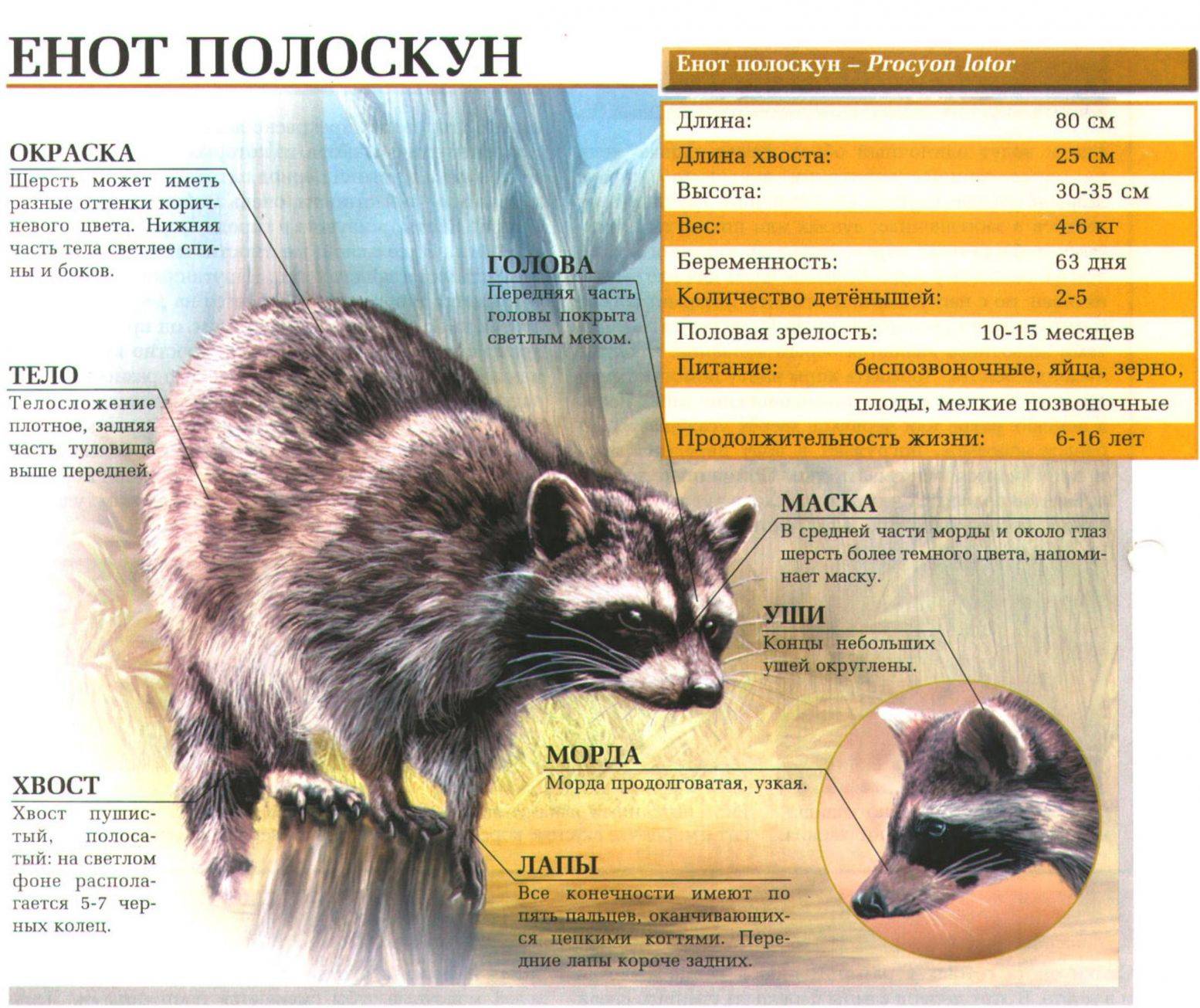 Еноты: где они живут, чем питается, описание енота-полоскуна