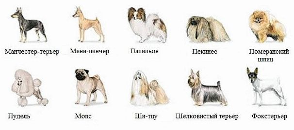 Маленькие породы собак: обзор популярных, как выбрать | блог ветклиники "беланта"