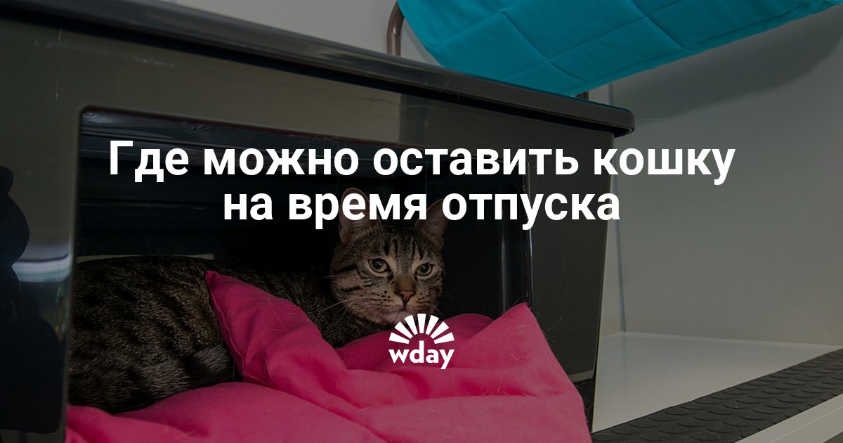 Оставить кота на передержку. Где оставить кота на время отпуска. Где можно оставить кошку во время отпуска. Передержка кота на время отпуска. Где оставить животное на время отпуска.