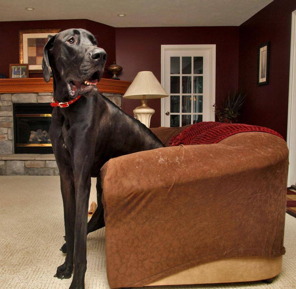 Самая большая собака в мире: рейтинг из 20 крупных пород с фото