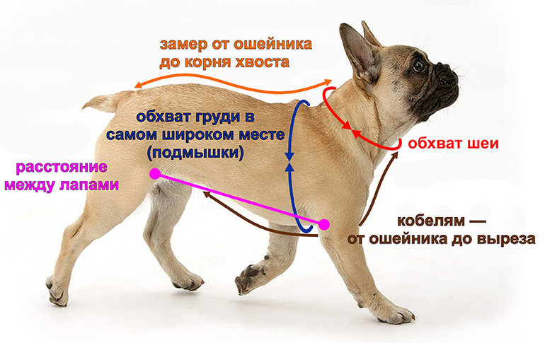 Как определить размер одежды для собаки на алиэкспресс