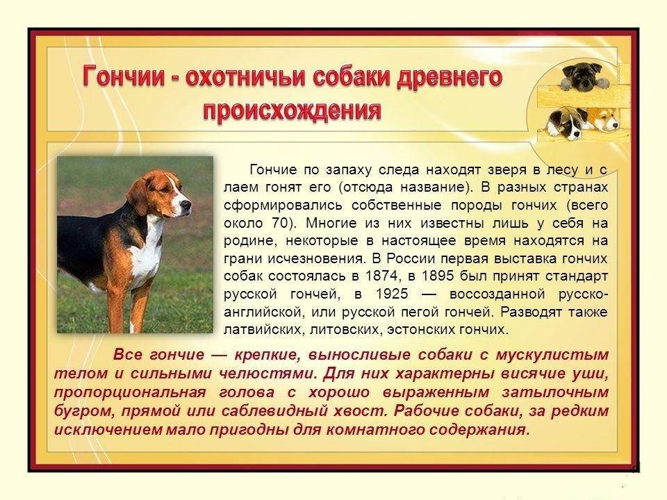 Русская пегая гончая (англо-русская) — фото, описание породы собак и характер