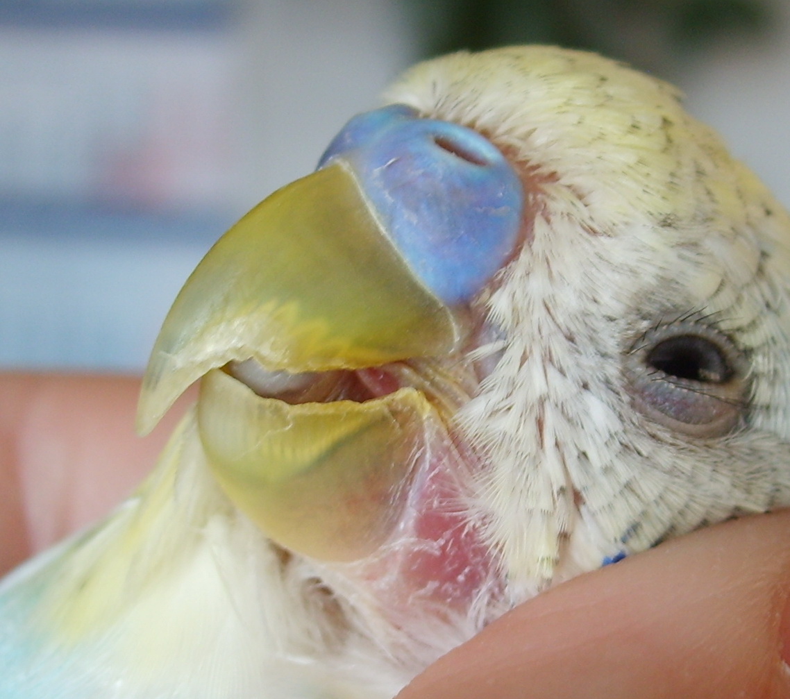 Клещи у попугаев | симптомы и лечение попугаев