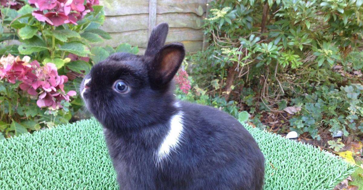 Голландский кролик: описание, фото, содержание и уход, отзывы
