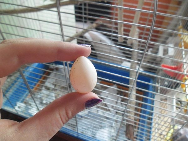 Самка волнистого попугая снесла яйцо