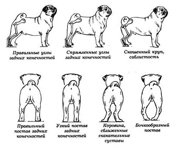 Вязка (случка) собак: признаки готовности, подготовка, процесс