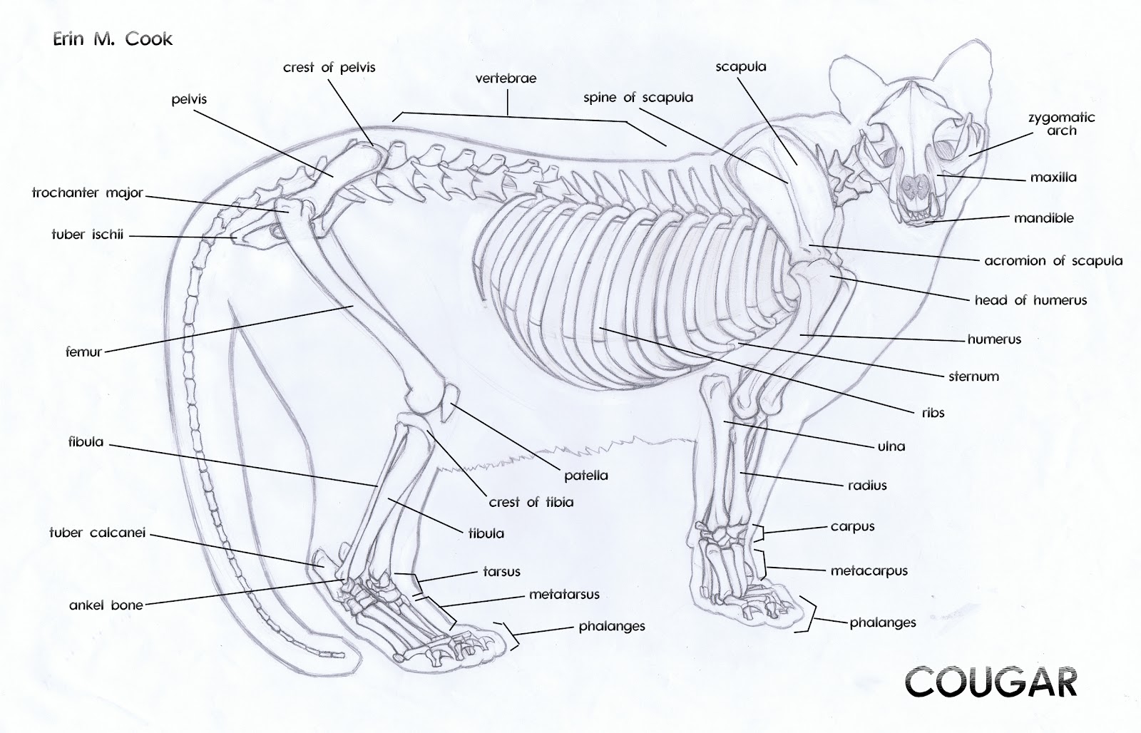 Анатомия кошки с фотографиями внутренних органов, мозг кота