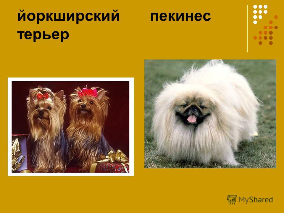 Помесь шпица и йорка: метисы болонки, пекинеса, той терьера