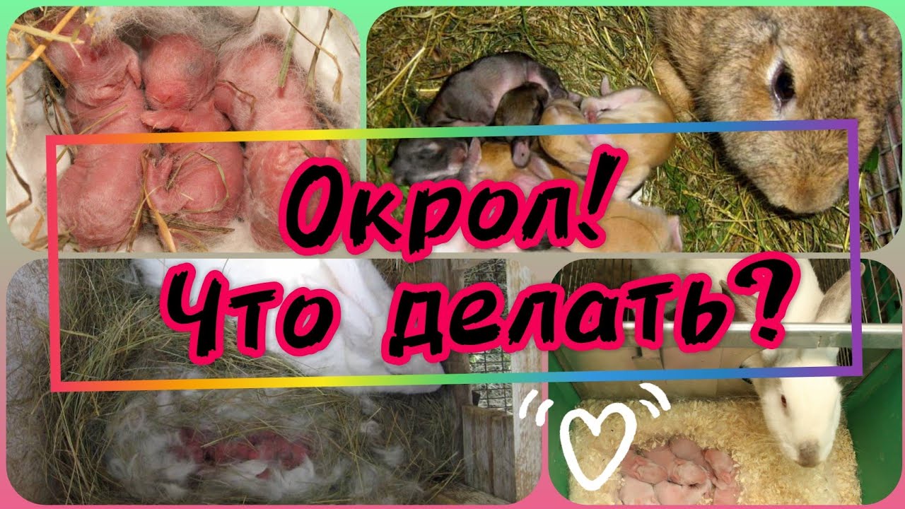 Почему крольчиха не хочет подпускать крола, возможные причины и что делать