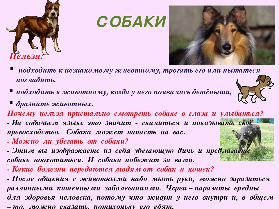 Как приручить взрослую собаку к новому хозяину?
