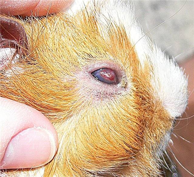 Болезни глаз у морских свинок: конъюнктивит, катаракта и другие