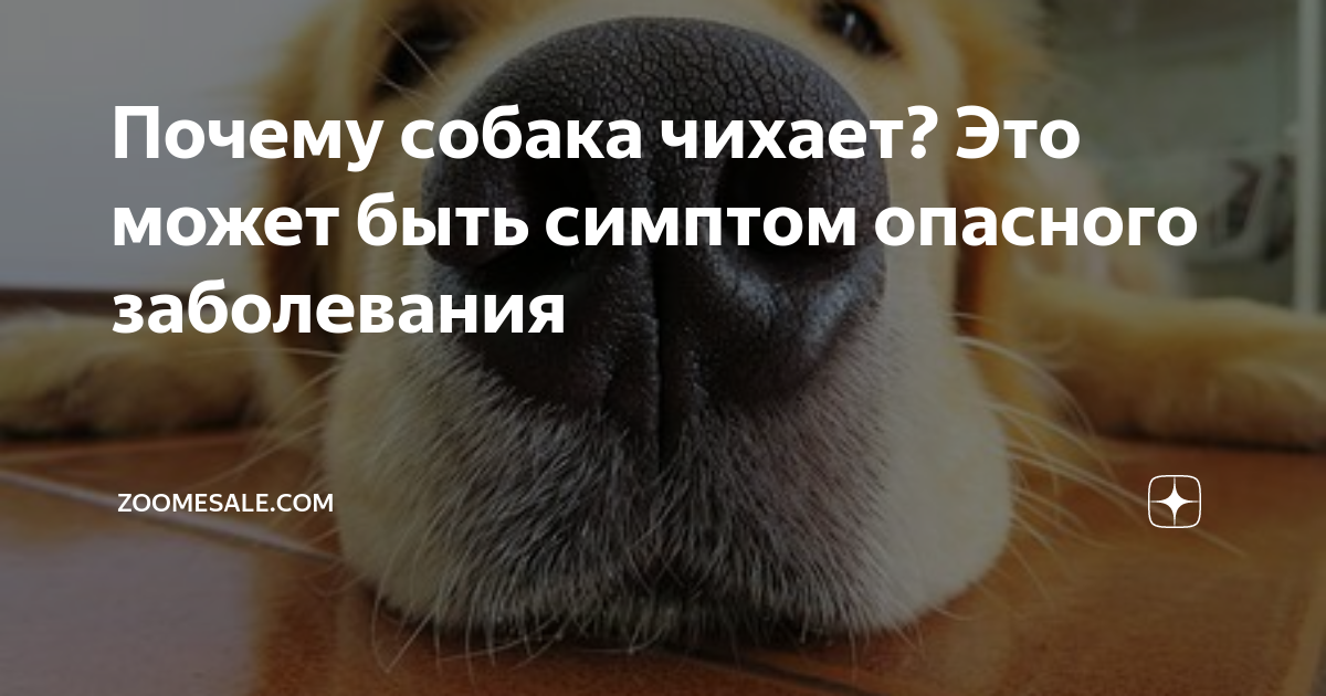 Почему собака дрожит