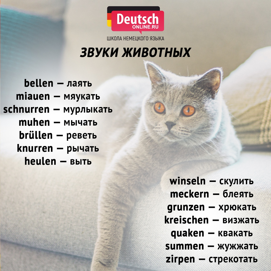 Как назвать котенка-девочку серого цвета: красивые, популярные и редкие имена для кошек