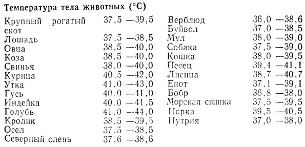 Нормальная температура у собак мелких, средних и крупных пород