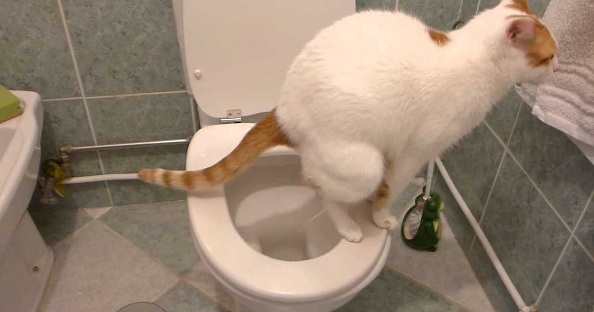 Что делать, если кот не ходит в туалет по большому?