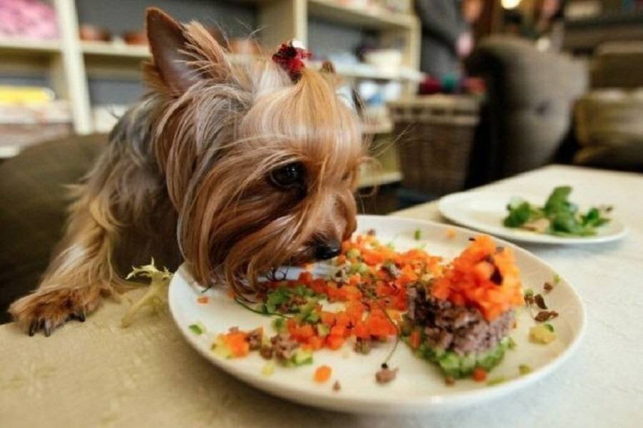 Чем кормить щенка йоркширского терьера – практичные советы - myyorks