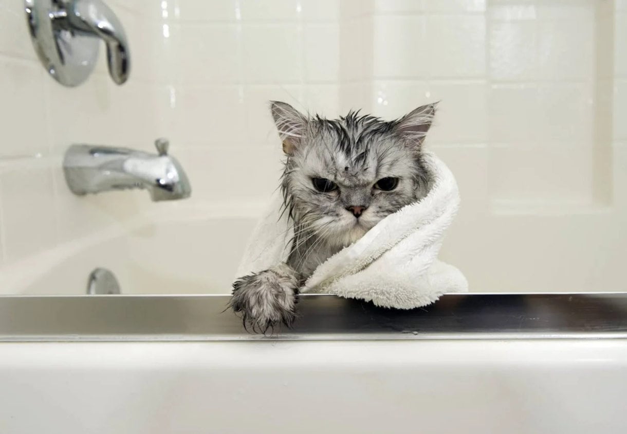 Как помыть кота - если он боится и чтобы не царапался, лапы, морду, хвост отдельно, уличное животное, как избавить от блох