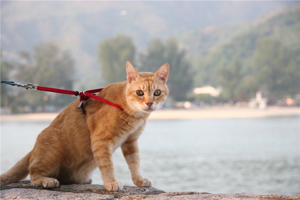 Нужно ли и как выгуливать кота, как приучить кошку ходить на поводке