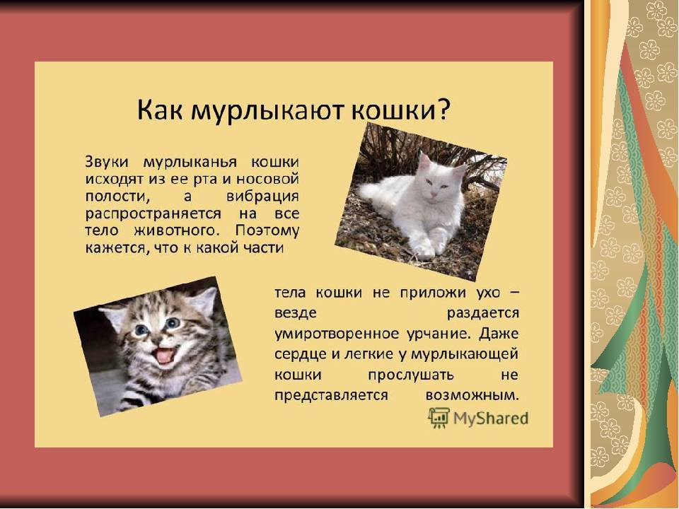 Почему коты и кошки мурлыкают? | блог ветклиники "беланта"