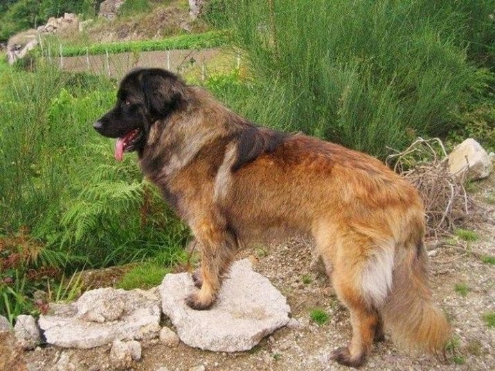 Португальская овчарка: характеристики породы собаки, фото, характер, правила ухода и содержания
