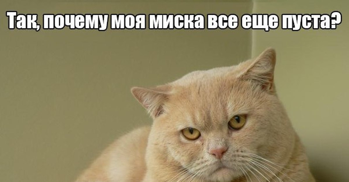 Вещи, которые кошки не любят, но не могут об этом сказать