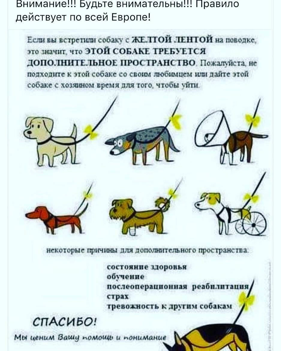 Как долго щенок привыкает к новому дому и к новым хозяевам: как помочь