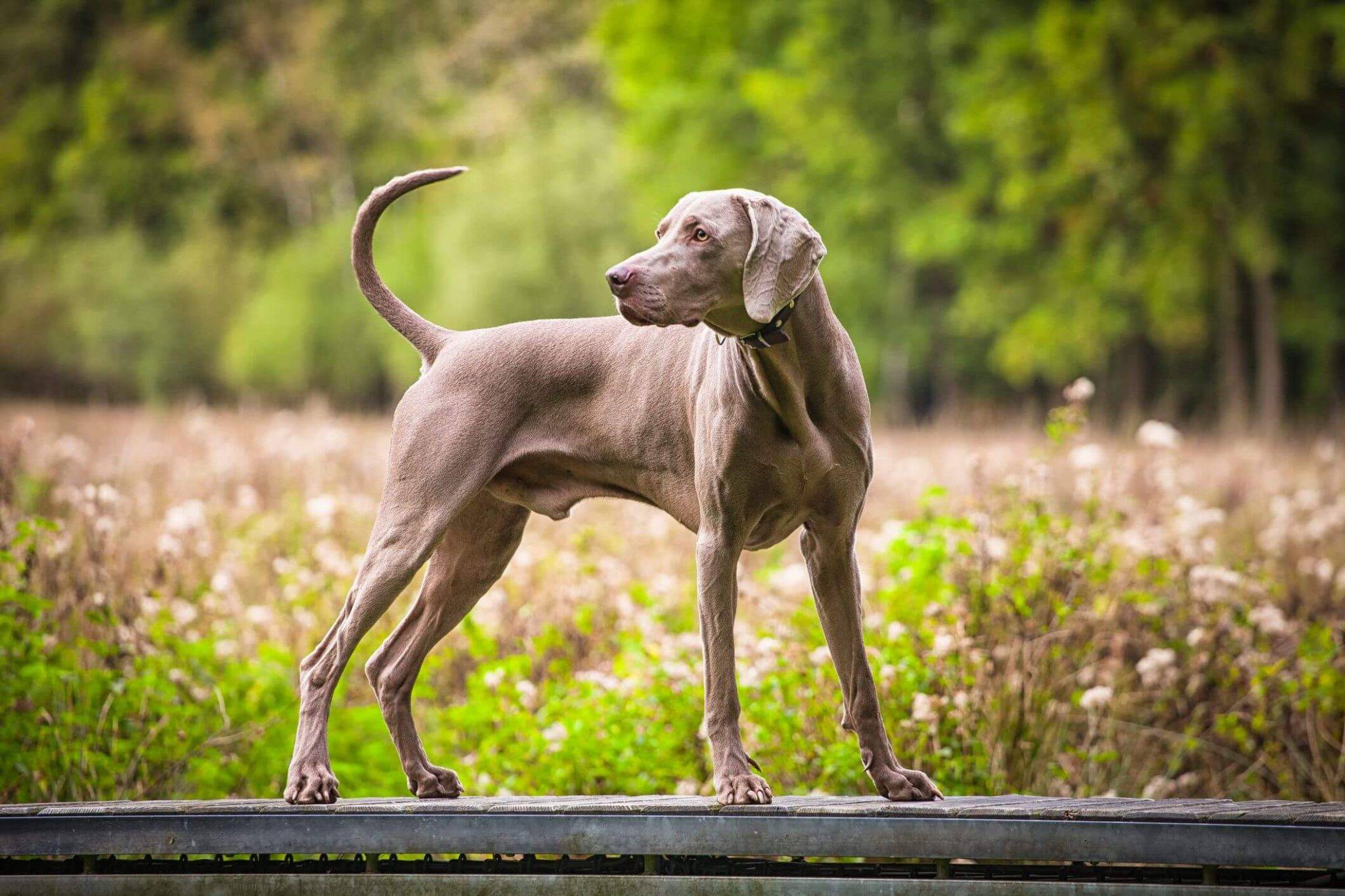 Веймаранер - описание породы и характер собаки
