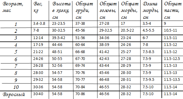 Щенки на что обратить внимание при покупке