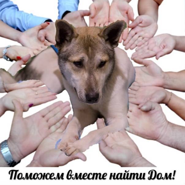 Программа стерилизации бездомных собак