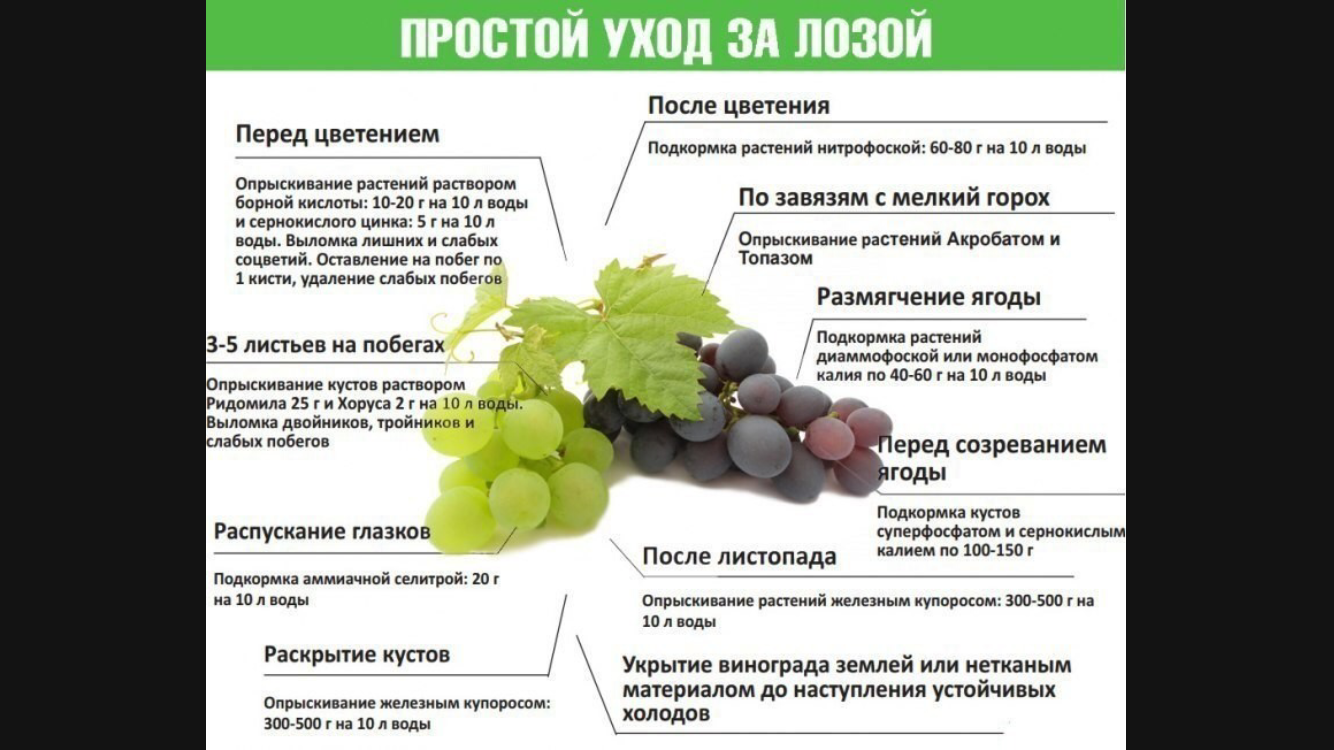 Что надо винограду. Схема подкормки винограда. Схема удобрения винограда. Подкормка винограда весной схема. Таблица Минеральных удобрений для винограда.