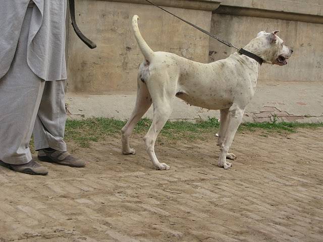 Булли кутта - пакистанский мастиф: стандарт породы с фото, описание характера собаки, уход