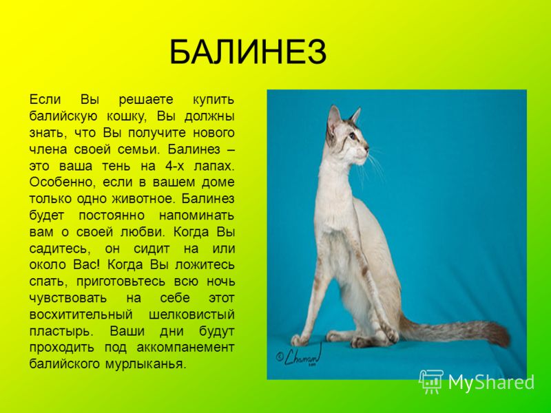 Кошка балинез: особенности и фото балинезийской породы, характер и внешность кота, уход и содержание питомца