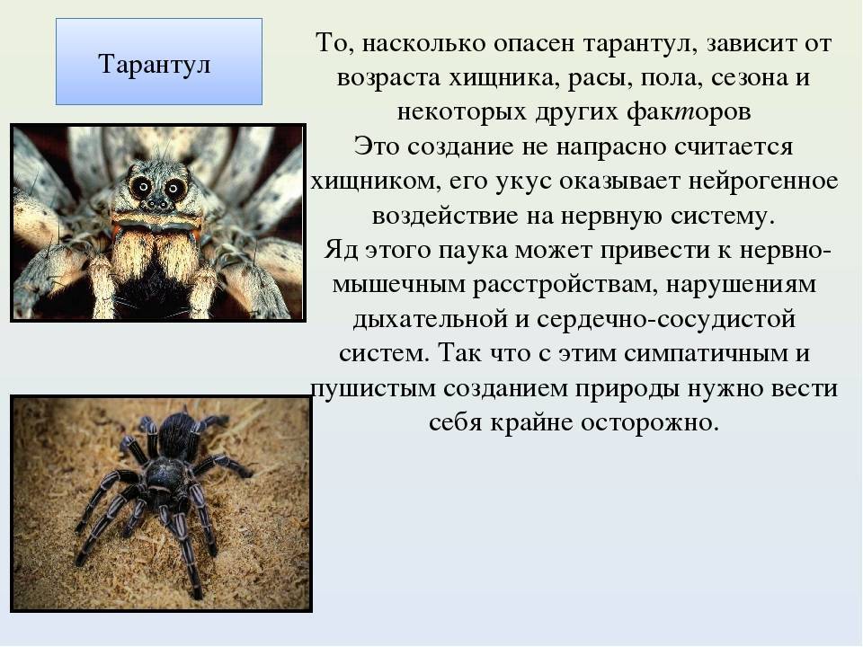 Паук птицеед
